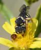 Pseudoanthidium sp.